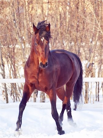 equitation - running bay horse  at winter outdoor Foto de stock - Super Valor sin royalties y Suscripción, Código: 400-04832524