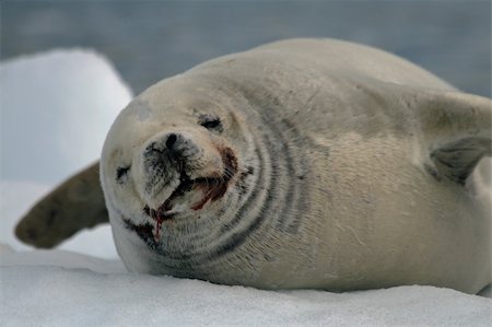 simsearch:400-05315793,k - Crabeater seal Photographie de stock - Aubaine LD & Abonnement, Code: 400-04832526