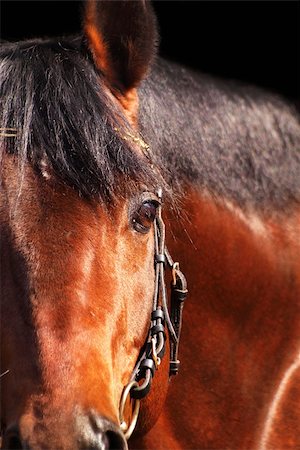 portrait of bay horse outdoor sunny day Foto de stock - Super Valor sin royalties y Suscripción, Código: 400-04832522