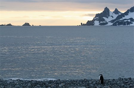 Penguin in Half Moon Bay Stock Photo - Budget Royalty-Free & Subscription, Code: 400-04832530