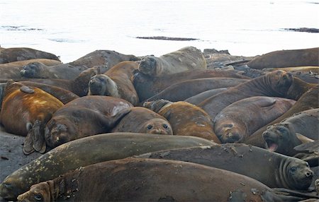 Elephant seals Stock Photo - Budget Royalty-Free & Subscription, Code: 400-04832546