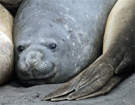 rhallam (artist) - Elephant seals 5 Stock Photo - Budget Royalty-Free & Subscription, Code: 400-04832551