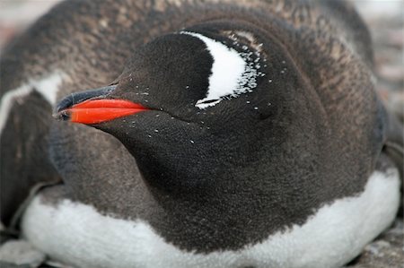 rookery - Gentoo penguin 8 Foto de stock - Super Valor sin royalties y Suscripción, Código: 400-04832565