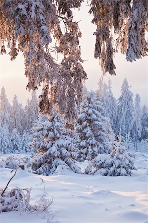 simsearch:400-04774134,k - winter forest in Harz mountains, Germany at sunset Stock Photo - Budget Royalty-Free & Subscription, Code: 400-04832753