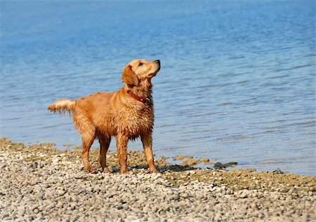wet golden retriever young dog on riverbank looking up Stock Photo - Budget Royalty-Free & Subscription, Code: 400-04832845