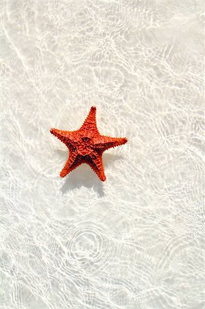 beautiful starfish orange in wavy shallow water Stock Photo - Budget Royalty-Free & Subscription, Code: 400-04832906