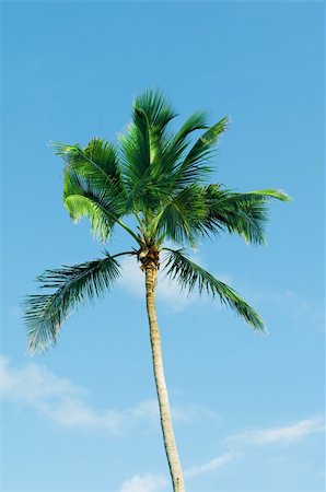 simsearch:400-05310231,k - Palms trees on the beach during bright day Fotografie stock - Microstock e Abbonamento, Codice: 400-04833036