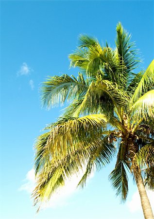 simsearch:400-05310231,k - Palms trees on the beach during bright day Fotografie stock - Microstock e Abbonamento, Codice: 400-04833037