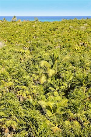 simsearch:625-01041031,k - tropical palm tree jungle in Sian Kaan near Tulum Photographie de stock - Aubaine LD & Abonnement, Code: 400-04833067
