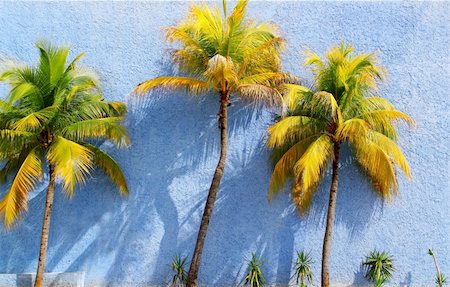 plant grow on garden wall - Coconut palm trees over blue wall sun shadows tropical climate Stock Photo - Budget Royalty-Free & Subscription, Code: 400-04833076