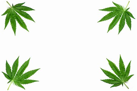 simsearch:400-08289916,k - Frame formed with hemp (marijuana) leaves isolated on white. Photographie de stock - Aubaine LD & Abonnement, Code: 400-04833197