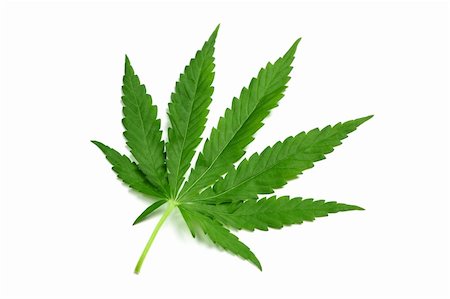 simsearch:400-08289916,k - One hemp (marijuana) leaf isolated on white, diagonal view. Photographie de stock - Aubaine LD & Abonnement, Code: 400-04833198