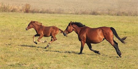 simsearch:832-03640078,k - Mare and her foal running free in an autumn field.(The breed is "Romanian Light heavy-weight"). Stockbilder - Microstock & Abonnement, Bildnummer: 400-04833202