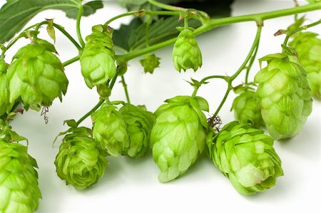 fresh hops - Close-up of a golden-green hops branch on white. Foto de stock - Super Valor sin royalties y Suscripción, Código: 400-04833394