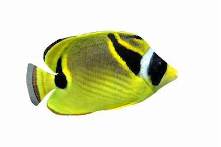 falterfisch - raccoon butterflyfish (chaetodon lunula) in front of white background Stockbilder - Microstock & Abonnement, Bildnummer: 400-04833402