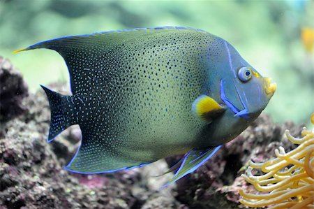 poisson-ange - semicircle angelfish (Pomacanthus Semicirculatus) in an aquarium Photographie de stock - Aubaine LD & Abonnement, Code: 400-04833418