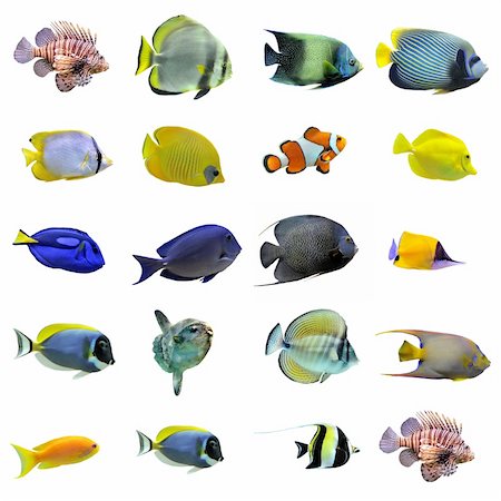 salt water fish aquarium - group of fishes on a white background Stock Photo - Budget Royalty-Free & Subscription, Code: 400-04833440