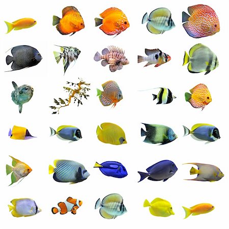 poisson-ange - group of fishes on a white background Photographie de stock - Aubaine LD & Abonnement, Code: 400-04833451