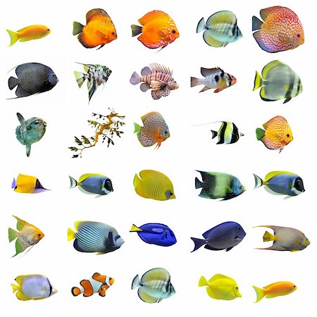 salt water fish aquarium - group of fishes on a white background Stock Photo - Budget Royalty-Free & Subscription, Code: 400-04833451