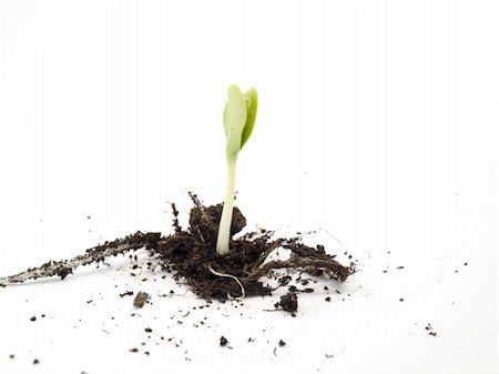 One sprout of a pumpkin with a root and soil slices on a white background Stockbilder - Microstock & Abonnement, Bildnummer: 400-04833676