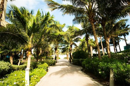 simsearch:862-08718436,k - Palms trees on the beach during bright day Photographie de stock - Aubaine LD & Abonnement, Code: 400-04833712