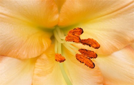 simsearch:400-05883363,k - Beautiful yellow tiger lilly on white background Photographie de stock - Aubaine LD & Abonnement, Code: 400-04833754