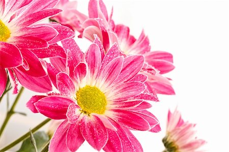 simsearch:400-04331190,k - a bouquet of beautiful red Chrysanthemums isolated on a white background Stockbilder - Microstock & Abonnement, Bildnummer: 400-04833761