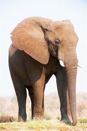 simsearch:400-04378419,k - Large African elephants (Loxodonta Africana) eating in savanna in Botswana Photographie de stock - Aubaine LD & Abonnement, Code: 400-04833763