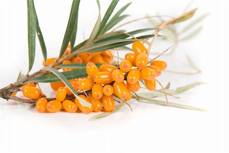 Cluster mature orange sea-buckthorn berries with leaves on a white Stock Photo - Budget Royalty-Free & Subscription, Code: 400-04833815