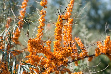 Close up of the branch of sea-buckthorn with berries. Stock Photo - Budget Royalty-Free & Subscription, Code: 400-04833811