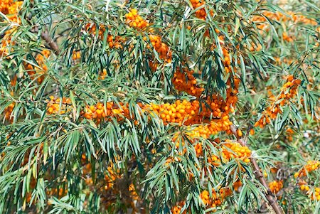 Close up of the branch of sea-buckthorn with berries. Stock Photo - Budget Royalty-Free & Subscription, Code: 400-04833812