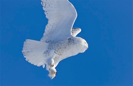 simsearch:859-09060250,k - Snowy Owl Canada blue sky beautiful bird Saskatchewan in Flight Photographie de stock - Aubaine LD & Abonnement, Code: 400-04833925