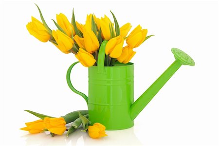 simsearch:400-06356460,k - Yellow tulip flower arrangement in green watering can and loose isolated over white background. Foto de stock - Super Valor sin royalties y Suscripción, Código: 400-04833963