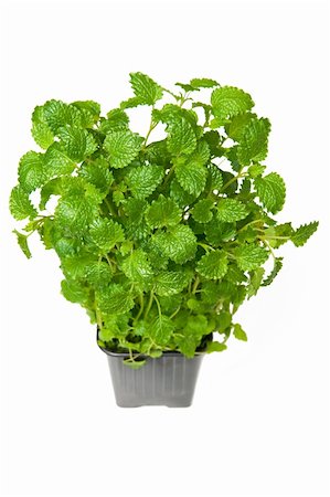 simsearch:400-04418942,k - Lemon balm isolated on the white Stockbilder - Microstock & Abonnement, Bildnummer: 400-04844054