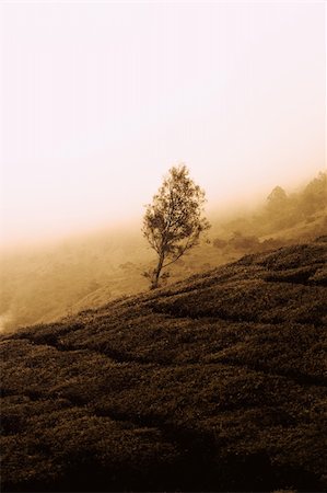 pontuse (artist) - Lonely tree in a tea plantation Stockbilder - Microstock & Abonnement, Bildnummer: 400-04844453