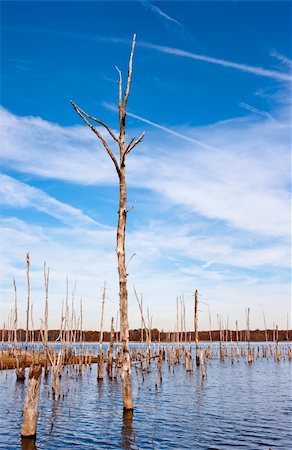 simsearch:673-02801434,k - A series of dead trees standing up out of the water in a reservoir Stock Photo - Budget Royalty-Free & Subscription, Code: 400-04844553
