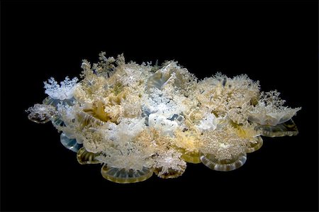 Colony of Jellyfishes at the National Aquarium in Baltimore Stock Photo - Budget Royalty-Free & Subscription, Code: 400-04844707