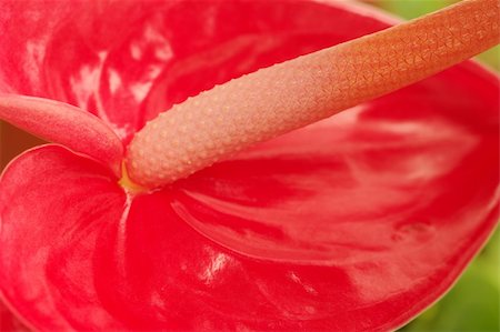 flamingo not pink not bird - Macro shot of a red flamingo flower (lat. Anthurium) (Selective Focus, Focus on the spadix from the middle until the right upper corner of picture) Stock Photo - Budget Royalty-Free & Subscription, Code: 400-04844716