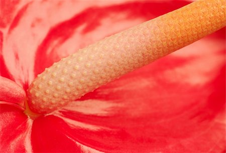 flamingo not pink not bird - Macro shot of a red flamingo flower (lat. Anthurium) (Selective Focus, Focus on almost the complete spadix) Stock Photo - Budget Royalty-Free & Subscription, Code: 400-04844717