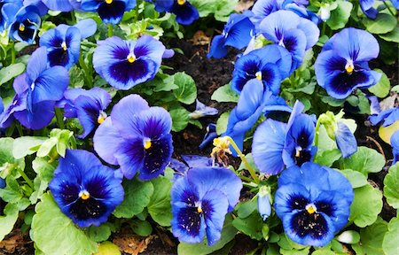pansy - viola tricolor pansy, flowerbed Stock Photo - Budget Royalty-Free & Subscription, Code: 400-04844815