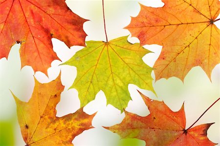 simsearch:400-04644582,k - Autumn background - maple leafs close up Photographie de stock - Aubaine LD & Abonnement, Code: 400-04845101