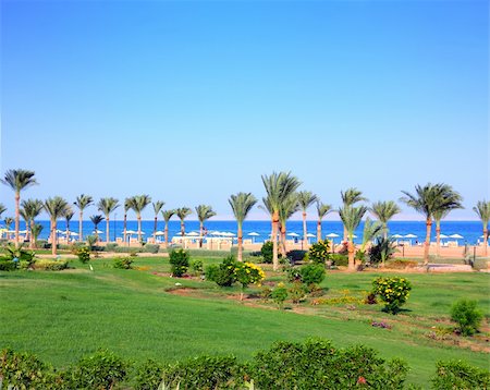 simsearch:400-06947087,k - green lawn and palm trees on tropical beach in Egypt Stock Photo - Budget Royalty-Free & Subscription, Code: 400-04845650