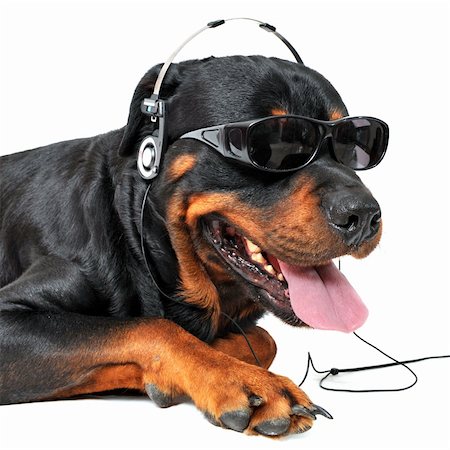 portrait of a purebred rottweiler with sunglasses and music in front of white background Photographie de stock - Aubaine LD & Abonnement, Code: 400-04845911