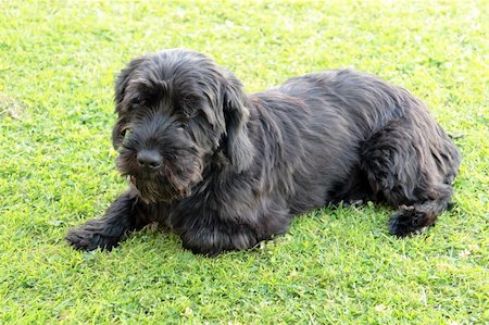 schottischer terrier - terrier dog lying down in the grass on a hot summers day Stockbilder - Microstock & Abonnement, Bildnummer: 400-04845972