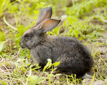 rabbit run - Crude rabbit with blue eyes on green backgrounds. Stock Photo - Budget Royalty-Free & Subscription, Code: 400-04846018