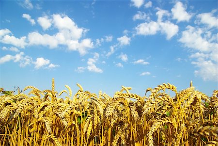 simsearch:400-05297405,k - Field of wheat over blue sky Foto de stock - Super Valor sin royalties y Suscripción, Código: 400-04846120