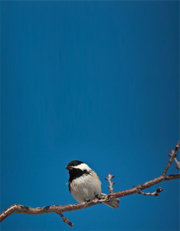 A Black-capped Chickadee holds a seed in its mouth while perching on a branch. Photographie de stock - Aubaine LD & Abonnement, Code: 400-04846446