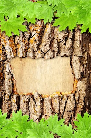 Background with bark and green maple leaves Stock Photo - Budget Royalty-Free & Subscription, Code: 400-04846458