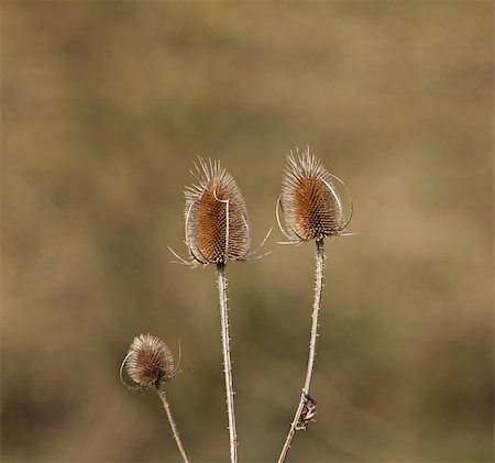 Teasel seed head during winter Stockbilder - Microstock & Abonnement, Bildnummer: 400-04846978