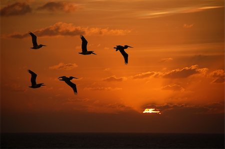 pelicans flying - Flock of pelicans flying into the sunset over the Caribbean Stock Photo - Budget Royalty-Free & Subscription, Code: 400-04846971